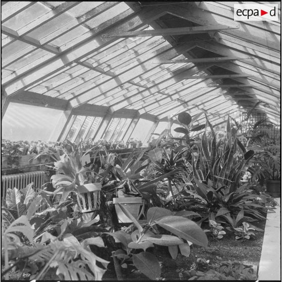 Hamma. Jardin d'Essai. Des plantes sous serre.