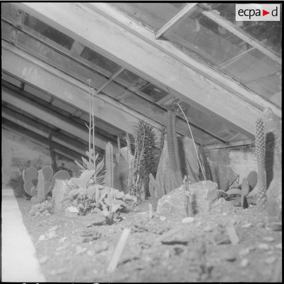 Hamma. Jardin d'Essai. Des cactus sous serre.