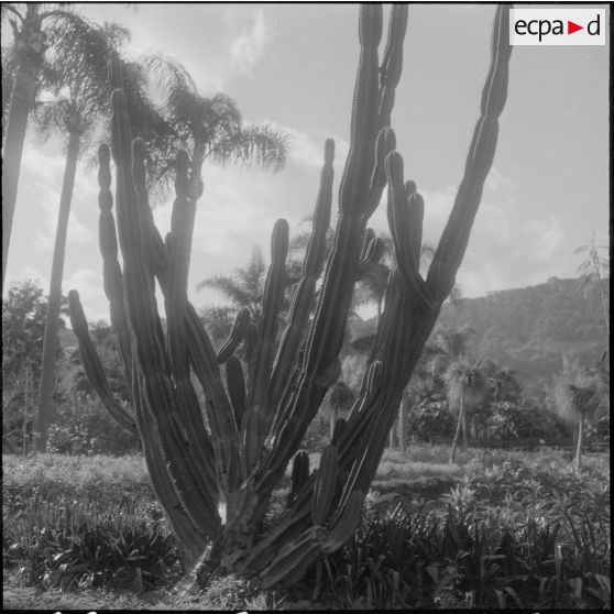 Hamma. Jardin d'Essai. Un cactus.