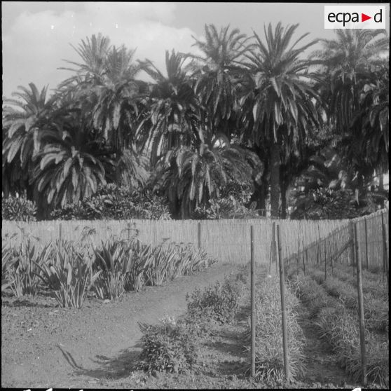 Hamma. Jardin d'Essai. Palmeraie.