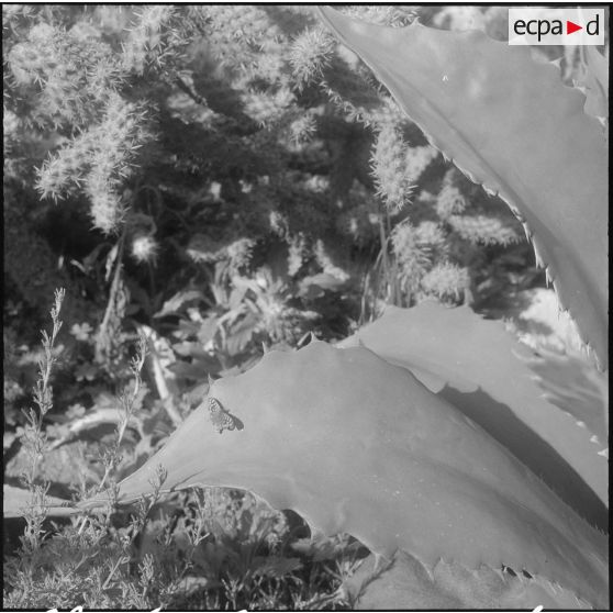 Hamma. Jardin d'Essai. Un papillon posé sur une plante.