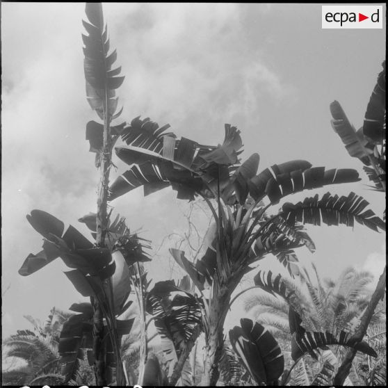 Hamma. Jardin d'Essai. Des plantes.