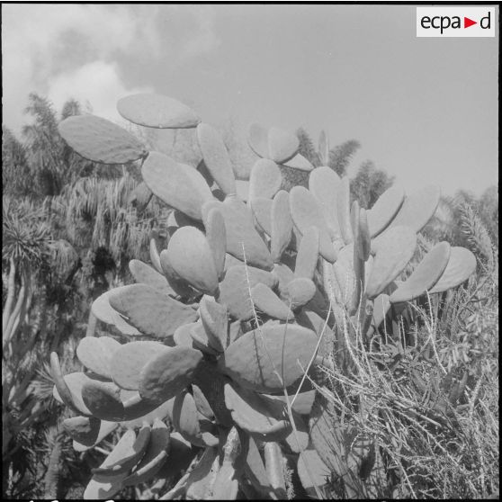 Hamma. Jardin d'Essai. Un cactus.