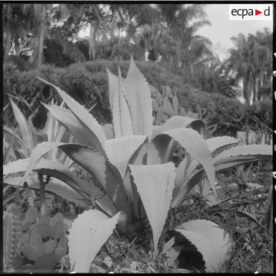 Hamma. Jardin d'Essai. Des plantes.