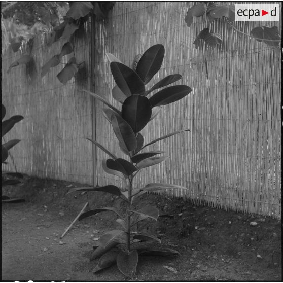 Hamma. Jardin d'Essai. Une plante.