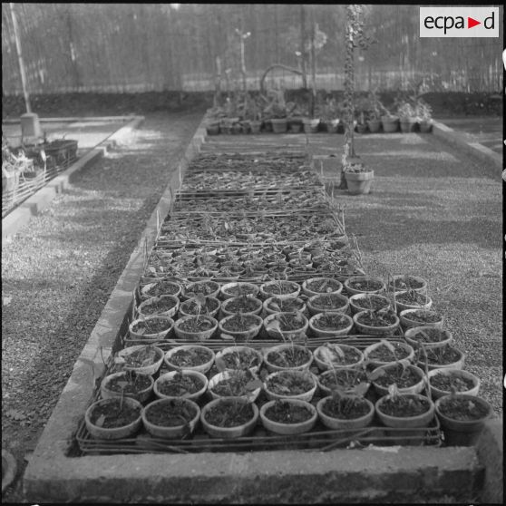 Hamma. Jardin d'Essai. Des plantes en pot.