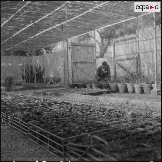 Hamma. Jardin d'Essai. Des plantes en pot.