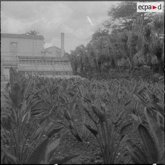 Hamma. Jardin d'Essai. Des plantes.