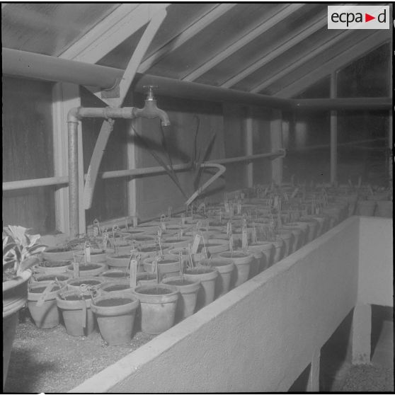 Hamma. Jardin d'Essai. Des plantes en pot sous serre.