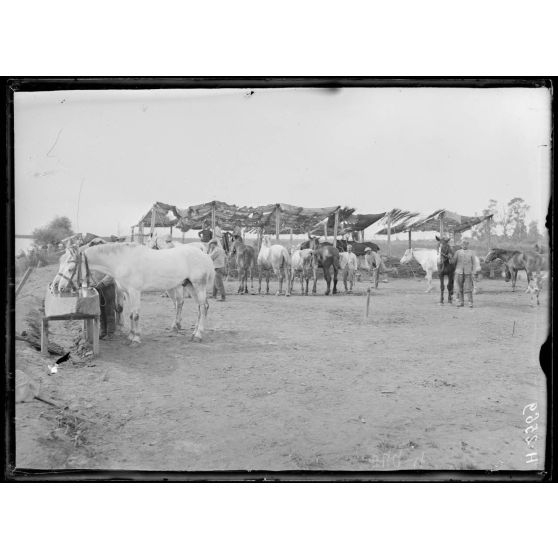 Bas Vardar. Cavalerie du 7e génie. Compagnie 23/2. [légende d'origine]
