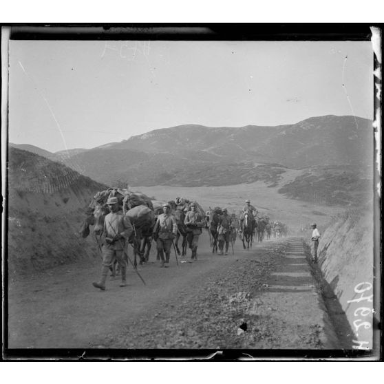 Narès. Déplacement du 54e colonial. Les mulets du service de santé. [légende d'origine]