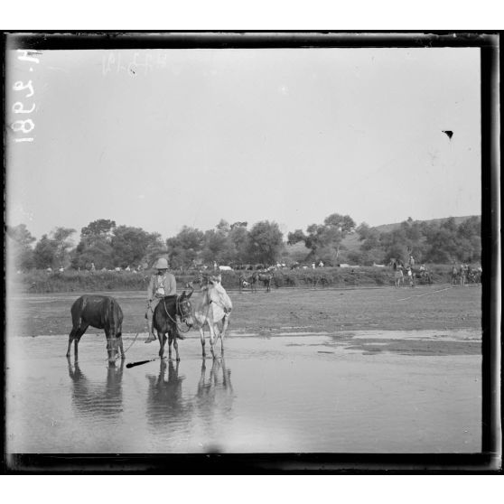 Près Narès. Baignade des mulets du 54e colonial dans le Galiko. [légende d'origine]
