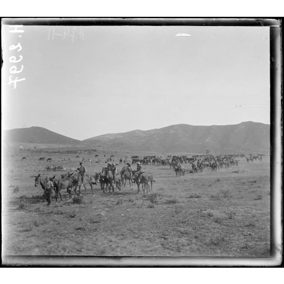 Dzuma. Chevaux du train anglais allant à l'abreuvoir. [légende d'origine]