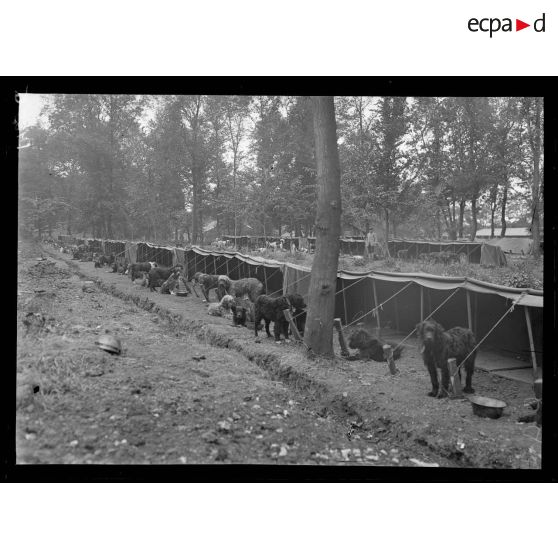 Camp de Satory, chenil militaire. Le campement des chiens. [légende d'origine]