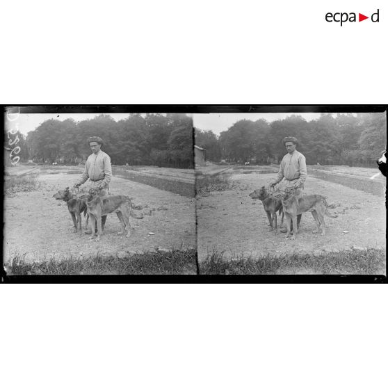 Camp de Satory, chenil militaire. Chiens de trait. [légende d'origine]