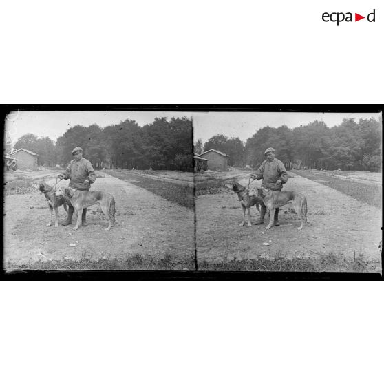 Camp de Satory, chenil militaire. Chiens de trait. [légende d'origine]