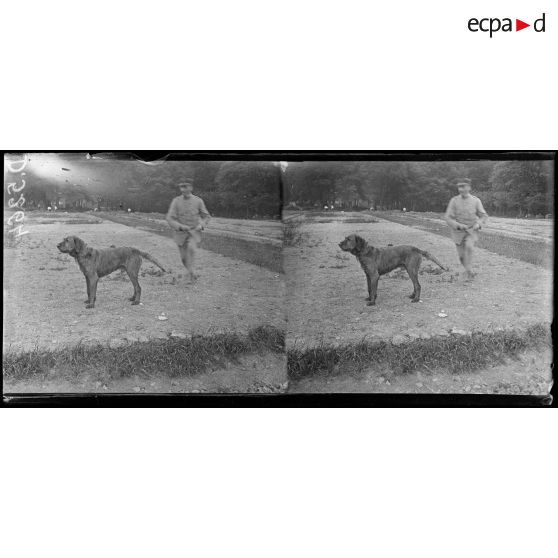 Camp de Satory, chenil militaire. Type de chien de trait. [légende d'origine]