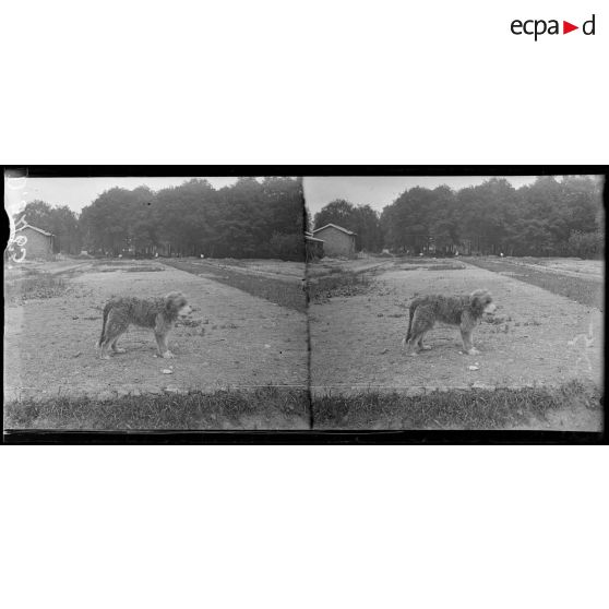 Camp de Satory, chenil militaire. Type de chien de trait. [légende d'origine]