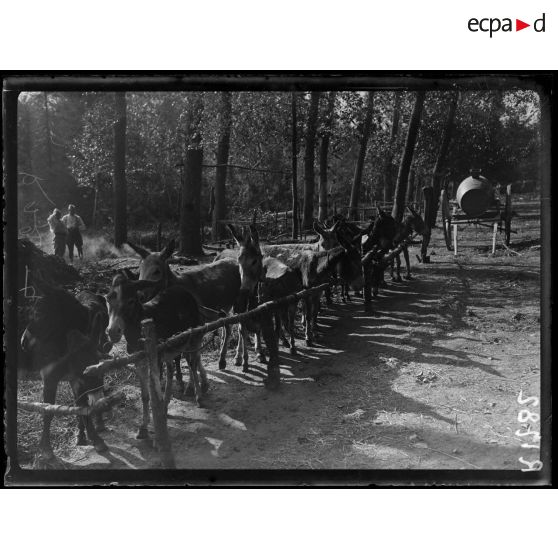 Dans la Somme. Anes de tranchées au repos dans la Somme. [légende d'origine]