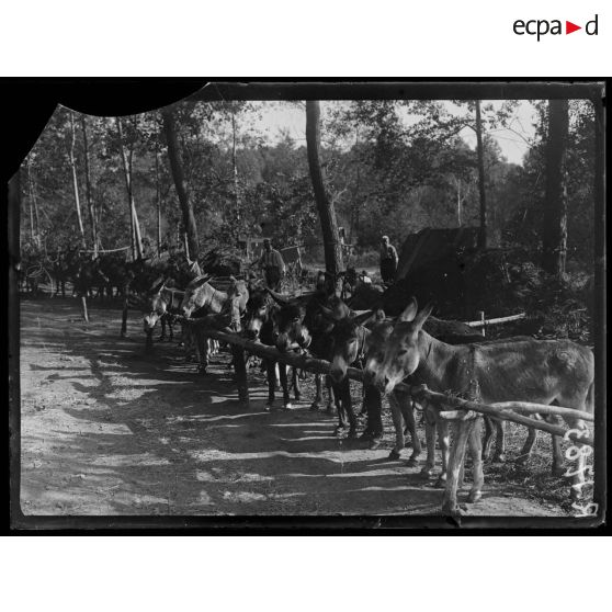 Dans la Somme. Anes de tranchées au repos. [légende d'origine]