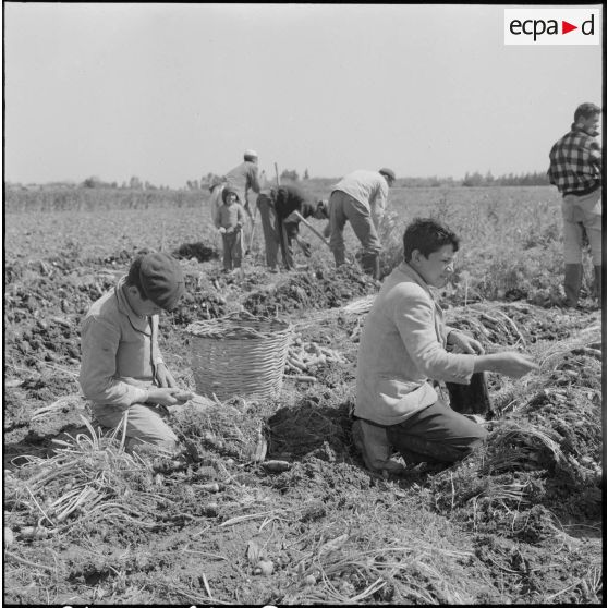 Région d'Alger. La vie dans les champs. La récolte des carottes.