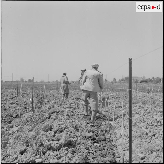 Région d'Alger. La vie dans les champs. Le travail de la terre à l'aide d'un cheval.