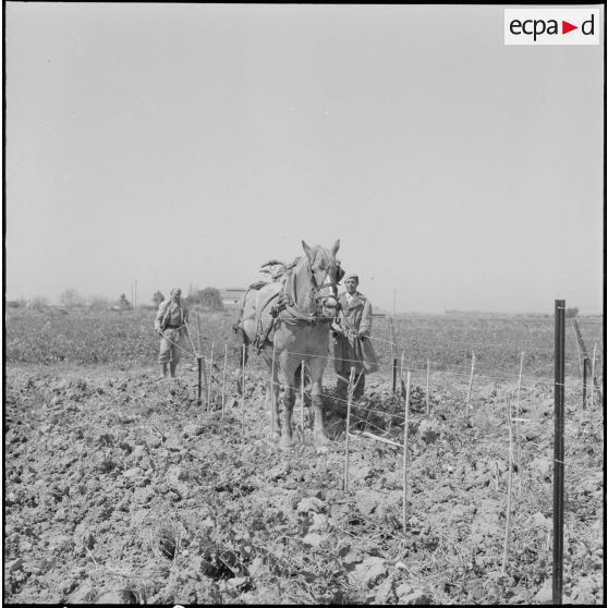 Région d'Alger. La vie dans les champs. Le travail de la terre à l'aide d'un cheval.