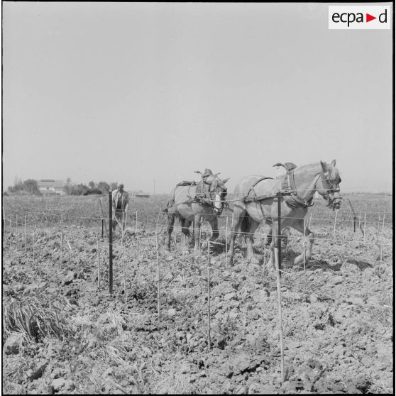 Région d'Alger. La vie dans les champs. Le travail de la terre à l'aide de chevaux.