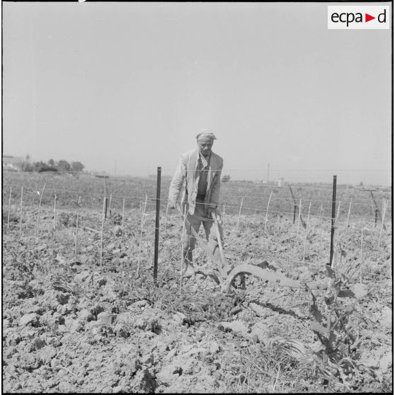 Région d'Alger. La vie dans les champs. Le travail de la terre.