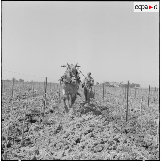 Région d'Alger. La vie dans les champs. Le travail de la terre à l'aide d'un cheval.