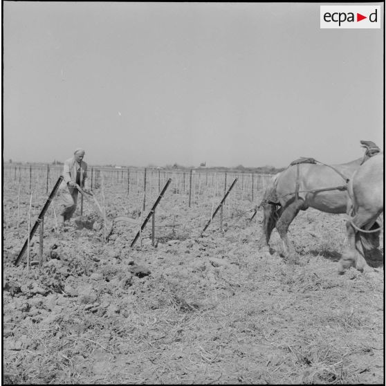 Région d'Alger. La vie dans les champs. Le travail de la terre à l'aide de chevaux.