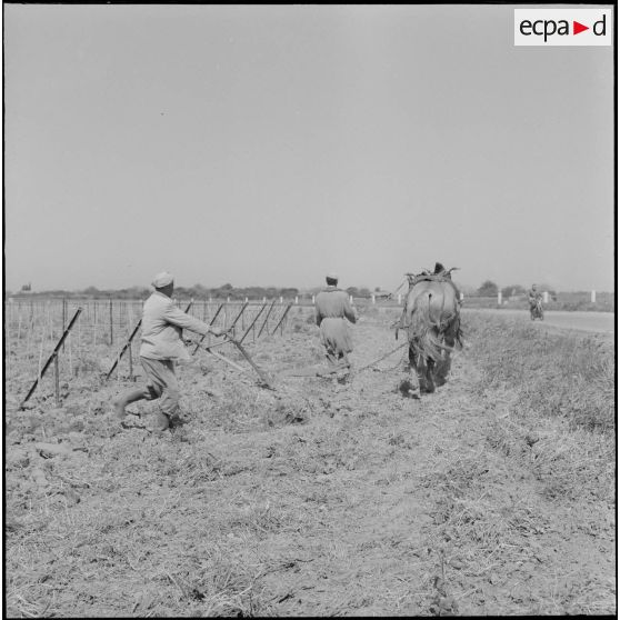 Région d'Alger. La vie dans les champs. Le travail de la terre à l'aide d'un cheval.