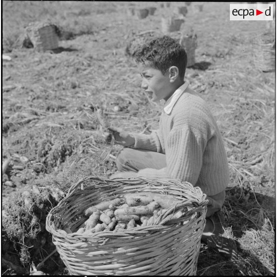 Région d'Alger. La vie dans les champs. Portrait d'un enfant récoltant des carottes.