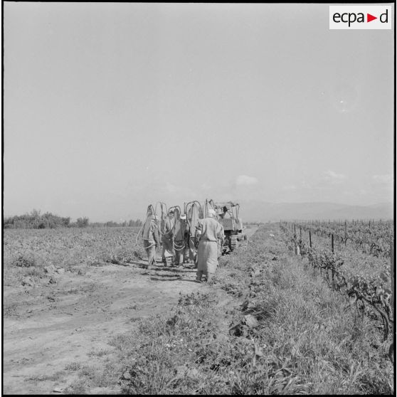 Région d'Alger. La vie dans les champs. Traitement phytosanitaire des champs.