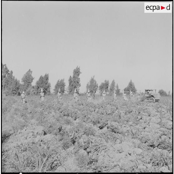 Région d'Alger. La vie dans les champs. Traitement phytosanitaire des champs.