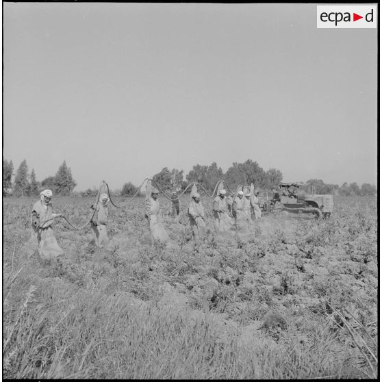 Région d'Alger. La vie dans les champs. Traitement phytosanitaire des champs.