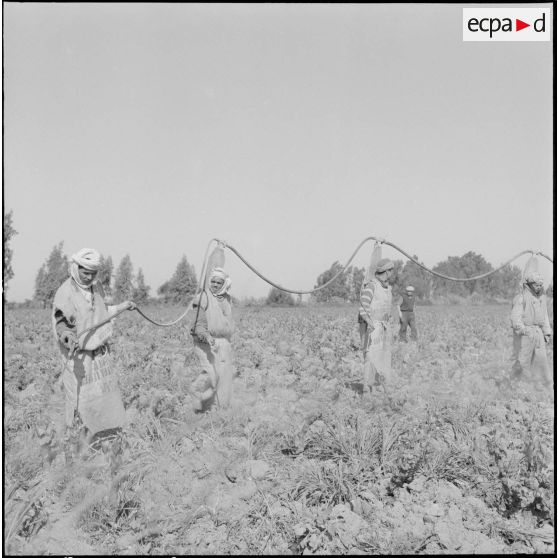 Région d'Alger. La vie dans les champs. Traitement phytosanitaire des champs.