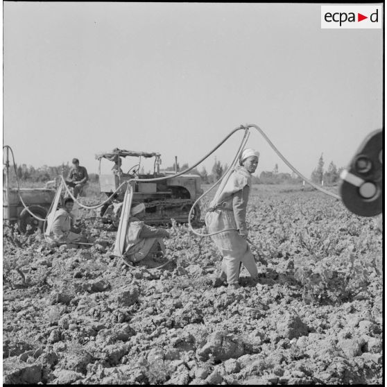 Région d'Alger. La vie dans les champs. Traitement phytosanitaire des champs.