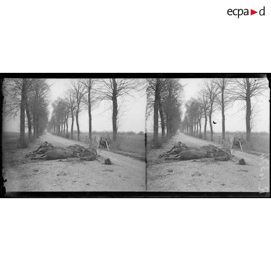 Domart-sur-la-Luce (Somme). Un aspect de la route. Cadavres de chevaux. [légende d’origine]