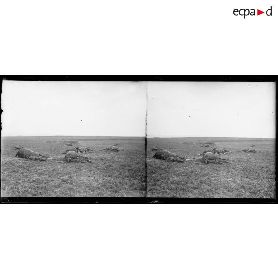 Domart-sur-la-Luce (Somme). Un aspect de la route. Cadavres de chevaux. [légende d’origine]