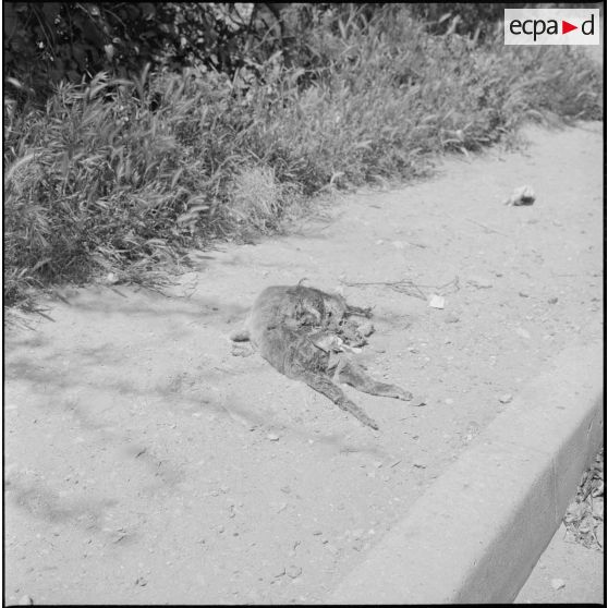 Alger. Quartier des Tagarins. Explosion d'un camion-citerne. Cadavre d'un chat.