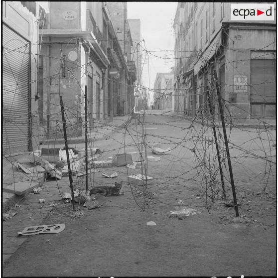 Oran. Suite d'une fusillade place Foch. Un chat sous les barbelés.