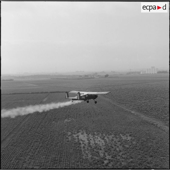 La Reghaïa. Pulvérisation de l'insecticide DDT (Dichloro-Diphenyl-Trichloroethane). Vue aérienne.