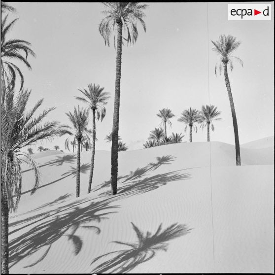 Une palmeraie à Adrar ou à Colomb-Béchar.