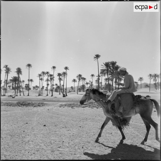 Une palmeraie à Adrar ou à Colomb-Béchar.