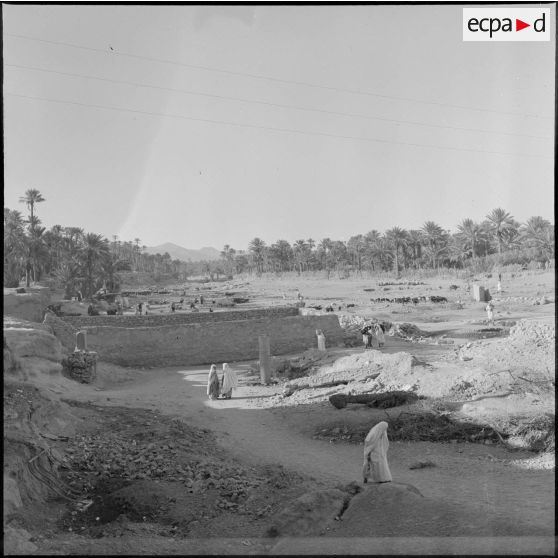 Une palmeraie à Adrar ou à Colomb-Béchar.