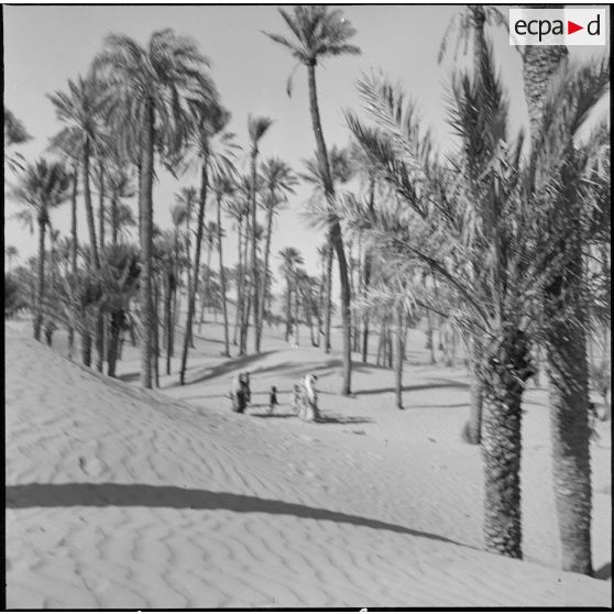 Une palmeraie à Adrar ou à Colomb-Béchar.