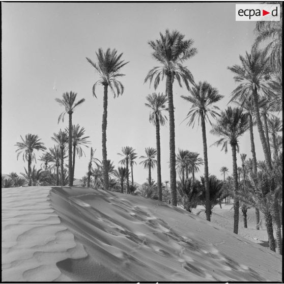 Une palmeraie à Adrar ou à Colomb-Béchar.