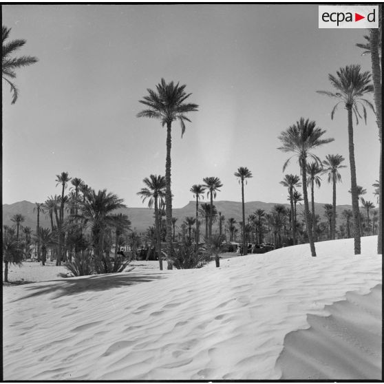 Une palmeraie à Adrar ou à Colomb-Béchar.