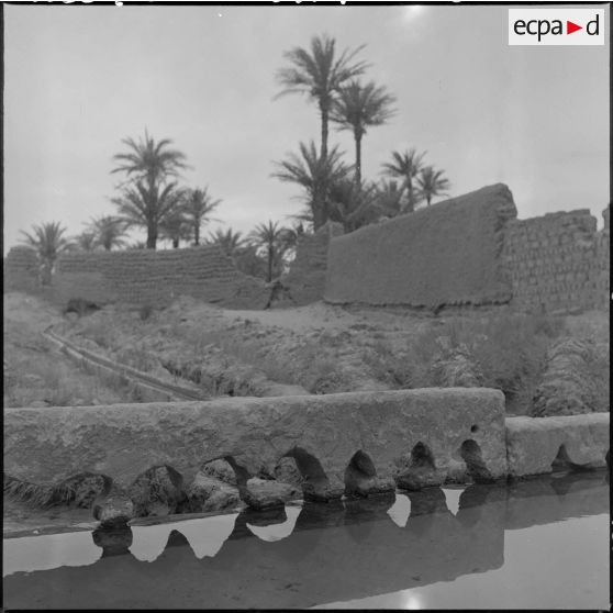 Une palmeraie à Adrar ou à Colomb-Béchar.
